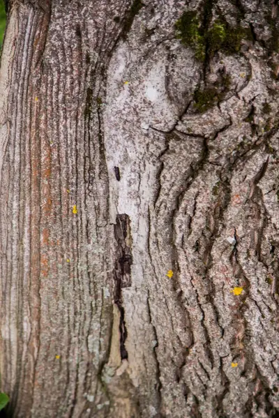 Casca Árvore Com Textura Fundo Musgo — Fotografia de Stock