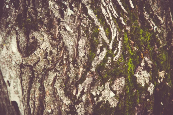 树树皮与青苔背景纹理 — 图库照片