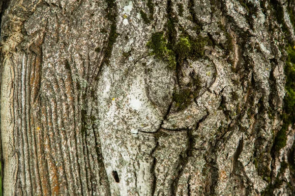 Φλοιό Δέντρου Βρύα Υφή Φόντου — Φωτογραφία Αρχείου