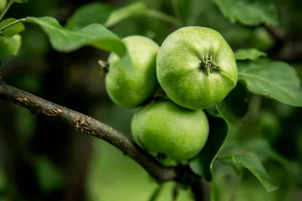 green apple grows on a tree