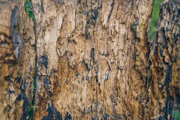 eski beyaz ahşap doku arkaplanı