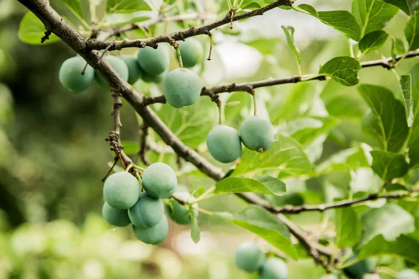 green plum grows on a tree, background