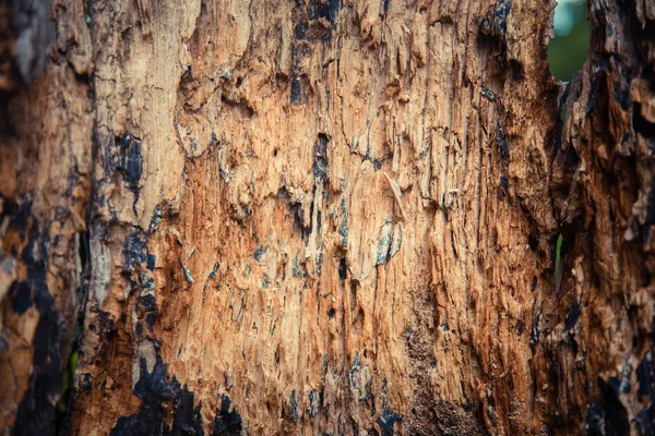 Viejo Fondo Textura Madera Blanca —  Fotos de Stock