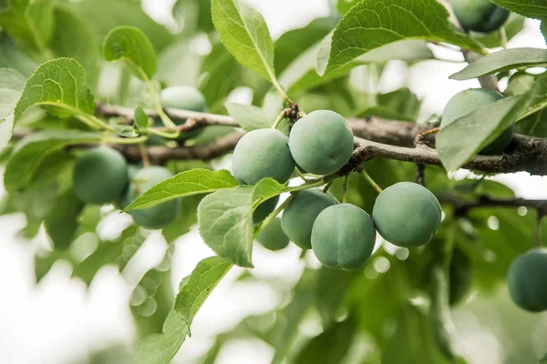 Yeşil erik bir ağaç arka plan büyür