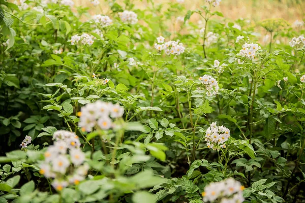 Patates tohumu tarım bir