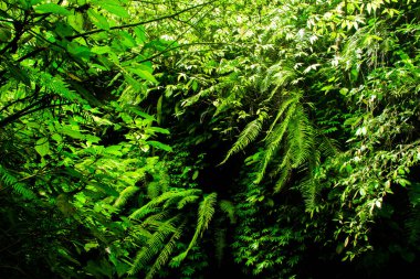 Tukad şelalesi, Bali, Endonezya