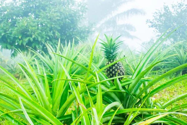 Pineapple tropical fruit growing in garden — Stock Photo, Image