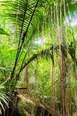 Büyük ağaçlar Koh Samui Adası ile Tayland yağmur ormanları