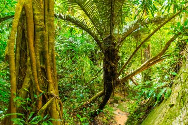 Büyük ağaçlar Koh Samui Adası ile Tayland yağmur ormanları