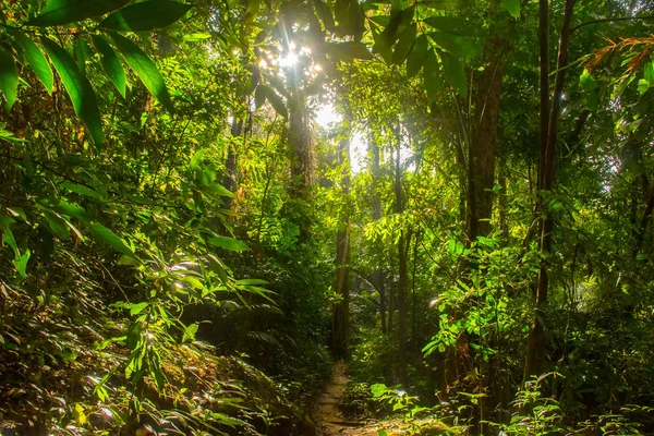 Selva tropical de Tailandia con grandes árboles en la isla de Koh Samui —  Fotos de Stock