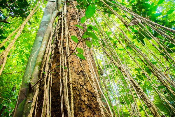 Selva tropical de Tailandia con grandes árboles en la isla de Koh Samui —  Fotos de Stock