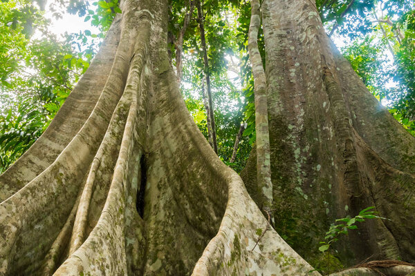 Тропические леса Таиланда с большими деревьями на острове Самуи
