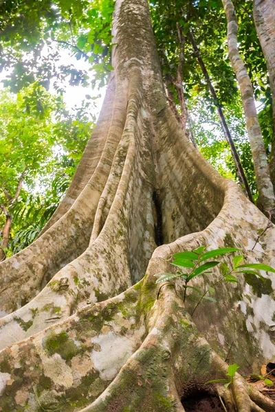 Tailândia floresta tropical com grandes árvores na Ilha Koh Samui — Fotografia de Stock