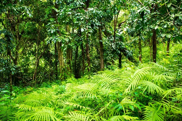 Selva tropical de Tailandia con grandes árboles en la isla de Koh Samui —  Fotos de Stock