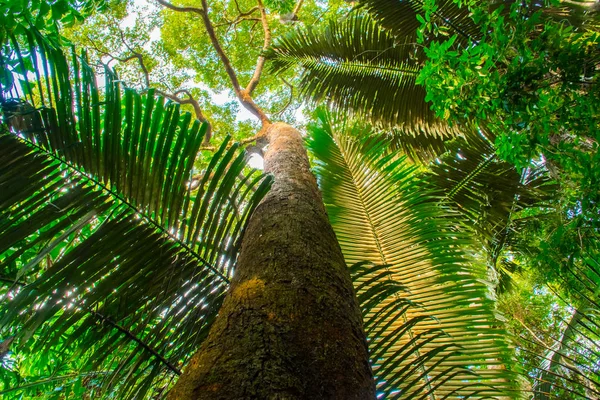 Tailândia floresta tropical com grandes árvores na Ilha Koh Samui — Fotografia de Stock