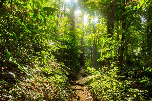 Selva tropical de Tailandia con grandes árboles en la isla de Koh Samui —  Fotos de Stock