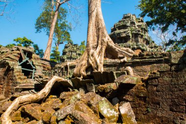 Atient eski Ta Phrom Tapınağı Angkor Wat Kamboçya'da dev ağaç köklerinin