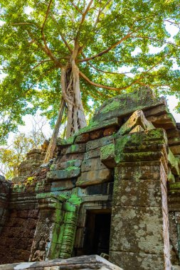 Atient eski Ta Phrom Tapınağı Angkor Wat Kamboçya'da dev ağaç köklerinin