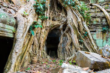Atient eski Ta Phrom Tapınağı Angkor Wat Kamboçya'da dev ağaç köklerinin