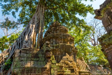 Atient eski Ta Phrom Tapınağı Angkor Wat Kamboçya'da dev ağaç köklerinin