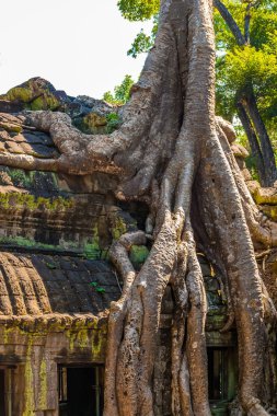 Atient eski Ta Phrom Tapınağı Angkor Wat Kamboçya'da dev ağaç köklerinin