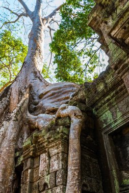 Atient eski Ta Phrom Tapınağı, Angkor Wat, Kamboçya dev ağaç köklerinin