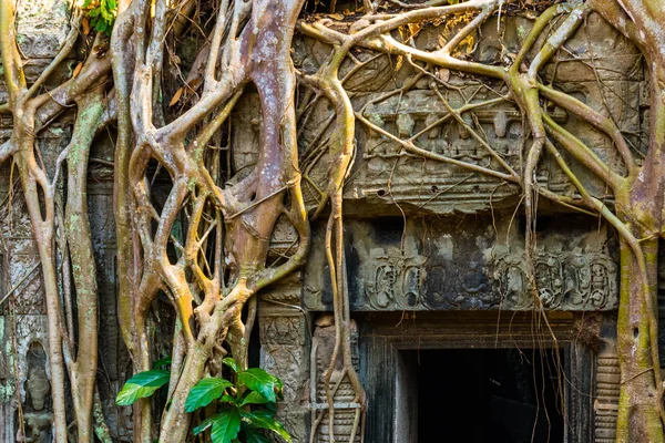 Roots Giant Tree Atient Old Phrom Temple Angkor Wat Cambodia — Stock Photo, Image