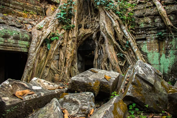 Atient eski Ta Phrom Tapınağı Angkor Wat Kamboçya'da dev ağaç köklerinin
