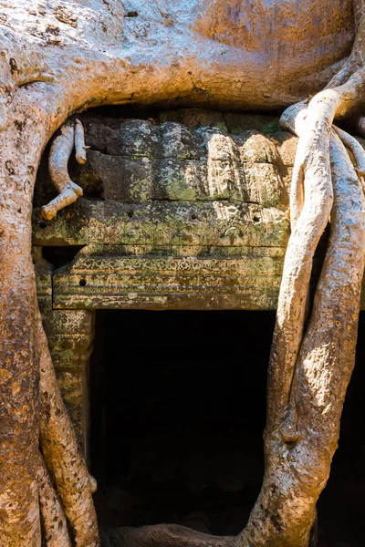 Kořeny Obří Strom Yberte Pacienta Stará Phrom Chrámu Angkor Wat — Stock fotografie