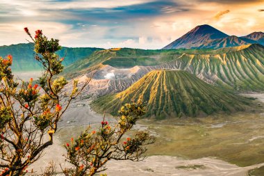 Güzel gündoğumu ağaçlar bakış açısıyla Mount Bromo Endonezya Doğu Java