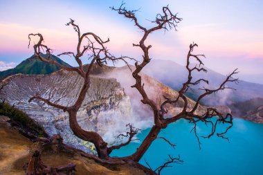 Kawah Ijen'de volkan güzel gündoğumu sırasında ağaçlarda Endonezya Doğu Java ile