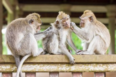 Rahat maymun uyuyor ve Ubud, Bali, Endonezya masaj başka bir maymun tarafından almak