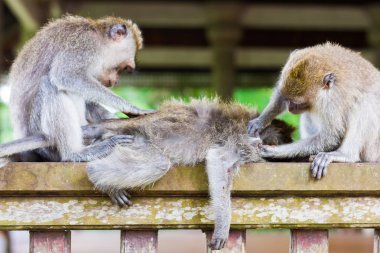 Rahat maymun uyuyor ve Ubud, Bali, Endonezya masaj başka bir maymun tarafından almak