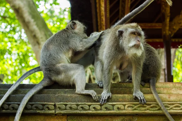 Zabawne Małpa Rodziny Witrh Samiec Alfa Fores Małp Ubud Bali — Zdjęcie stockowe