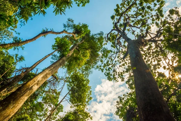 Huge trees in the jungle of Mu Koh Lanta National Park in Krabi, Thailand