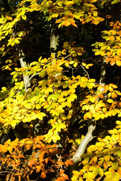 Forêt Automne Colorée Europe Slovaquie Sulov — Photo