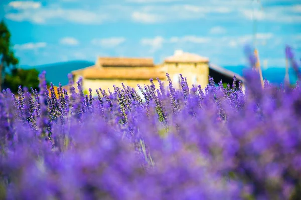 Pastel Ile Yumuşak Bir Odakta Lavanta Çiçekleri Renkler Provence Fransa — Stok fotoğraf