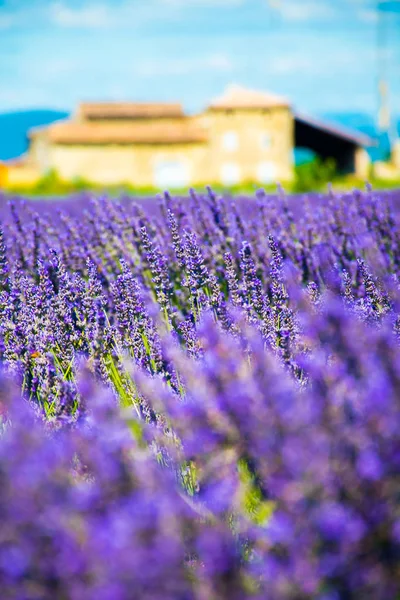 法国普罗旺斯 在柔和的焦点与粉彩颜色的薰衣草花 — 图库照片