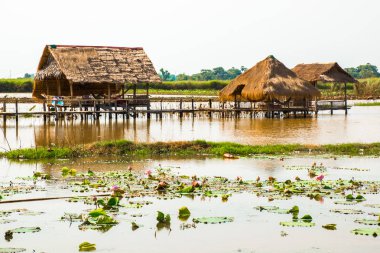 Lotus çiçek alanı ve kulübe Phnom Krom, Kamboçya Siem Reap yakınındaki grupla