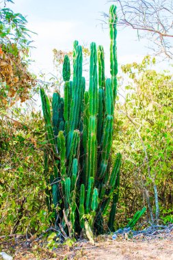 Kaktüsler veya Kamboçya'daki vahşi doğada cacty grubu