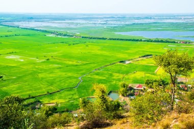 Güzel yeşil pirinç tarlaları Phnom Krom Köyü, Kamboçya Siem Reap yakınındaki