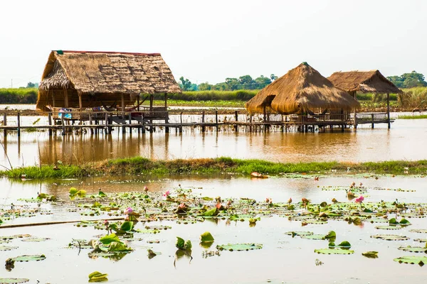 Lotus çiçek alanı ve kulübe Phnom Krom, Kamboçya Siem Reap yakınındaki grupla