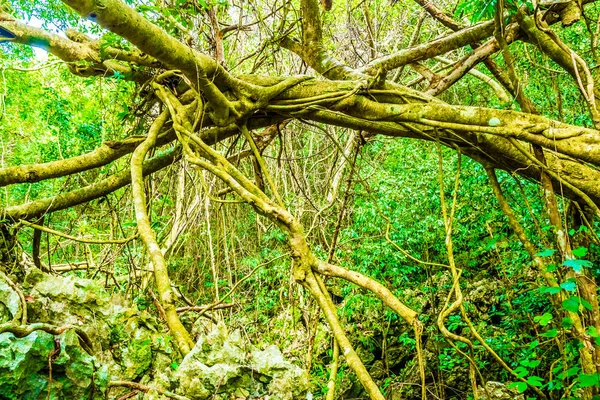 Δάσος ζούγκλα του νησιού Cat Ba, Κόλπος Χαλόνγκ — Φωτογραφία Αρχείου