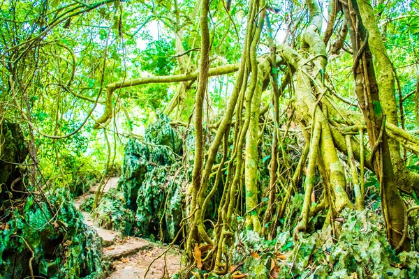 Floresta selva da ilha Cat Ba, Halong Bay, Vietnã — Fotografia de Stock