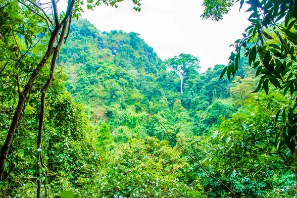 Selva forestal de la isla Cat Ba, Bahía de Halong, Vietnam —  Fotos de Stock