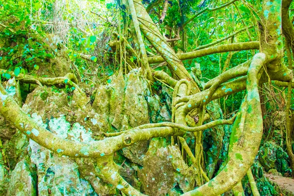 Foresta giungla dell'isola Cat Ba, Halong Bay, Vietnam — Foto Stock