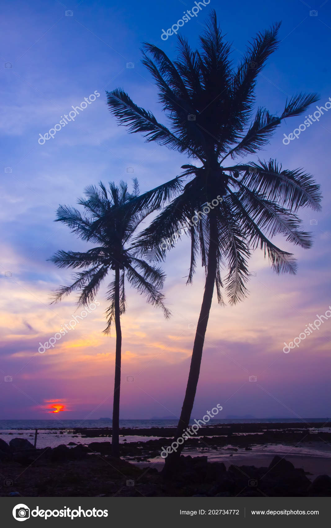 Arbres De Noix De Coco Palm Silhouette Sur La Plage Au