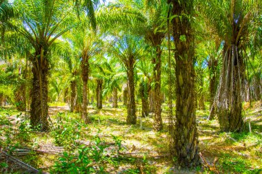 Plantation orman, palmiye yağı, Güney Asya, Koh Lanta, Thailand