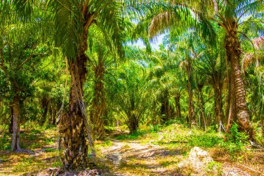 Plantation orman, palmiye yağı, Güney Asya, Koh Lanta, Thailand
