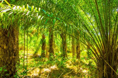 Plantation orman, palmiye yağı, Güney Asya, Koh Lanta, Thailand